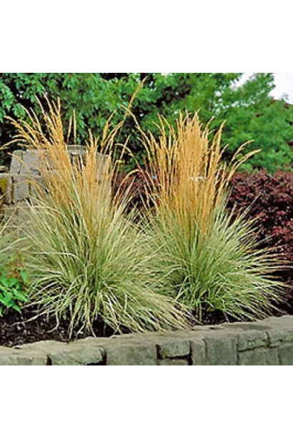 Куничник Овердам