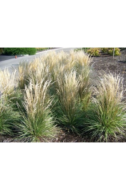 Вейник Overdam пушистые соцветия