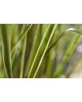 Війник гостроквітковий Овердам / Куничник | Вейник остроцветковый Овердам / Кунишник | Calamagrostis acutiflora Overdam