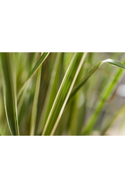 Вейник остроцветковый Овердам / Кунишник