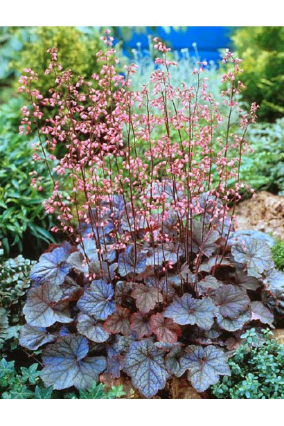 Гейхера гибридная Регина в ландшафте