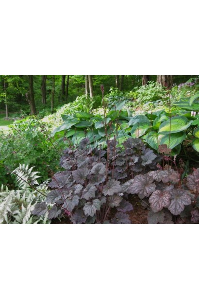 Гейхера с фиолетовыми листьями