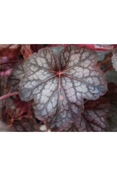 Гейхера гибридная Регина листьев