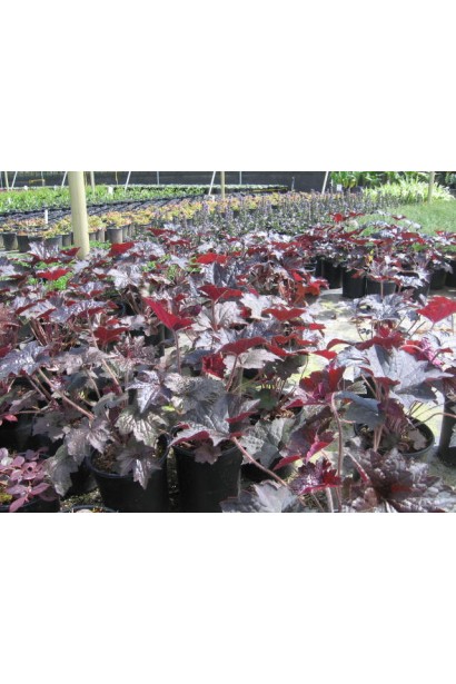 Гейхера Регина саженцы в садовом центре