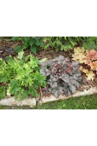 Гейхера гибридная Регина на клумбе