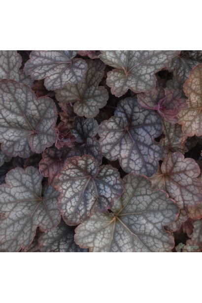 Гейхера гибридная Регина