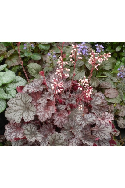 Мелкие кремовые цветы гейхеры Регина