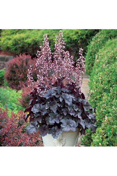 Гейхера гибридная Регина цветения