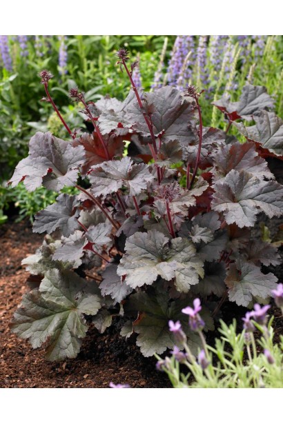 Гейхера гибридная Regina
