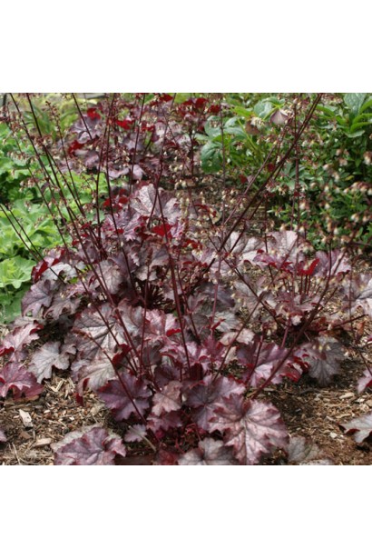 Heuchera Regina