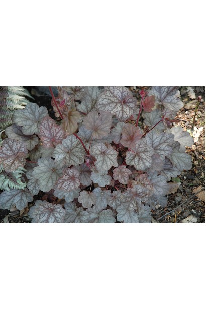 Heuchera hybrida Regina