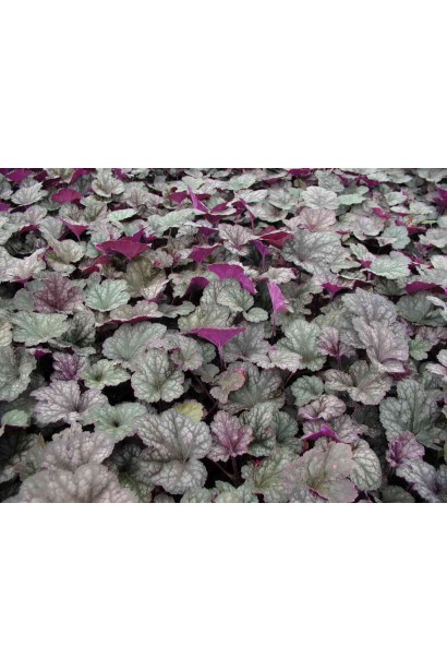 Гейхера фиолетовая Регина