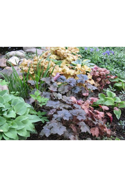 Гейхера Регина ландшафтный дизайн