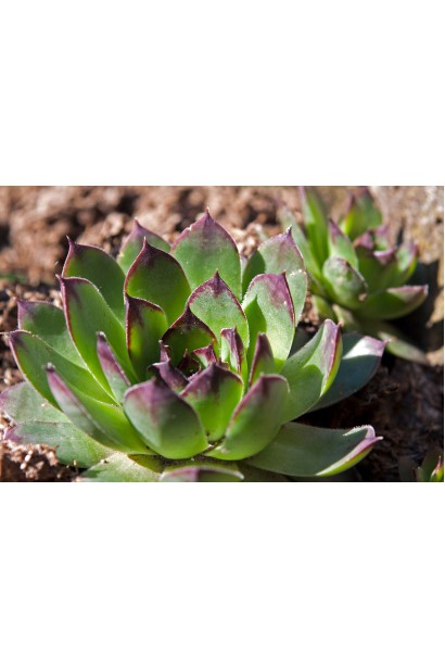 Молодило покрівельне Джулія | Sempervivum tectorum Julia | Молодило кровельное Джулия