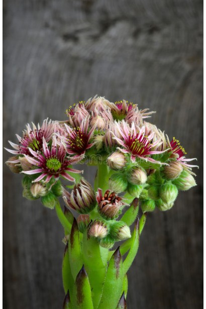 Молодило покрівельне Джулія | Sempervivum tectorum Julia | Молодило кровельное Джулия