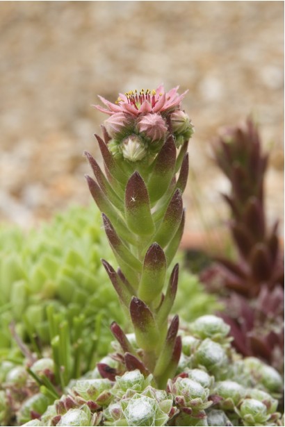 Молодило покрівельне Джулія | Sempervivum tectorum Julia | Молодило кровельное Джулия