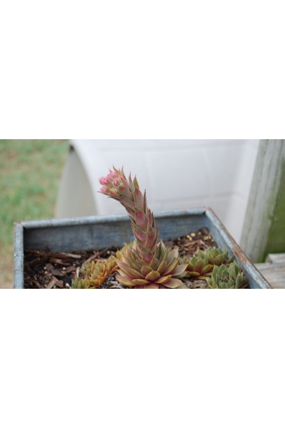 Молодило покрівельне Джулія | Sempervivum tectorum Julia | Молодило кровельное Джулия