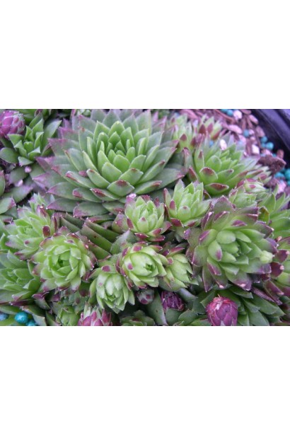 Молодило покрівельне Джулія | Sempervivum tectorum Julia | Молодило кровельное Джулия