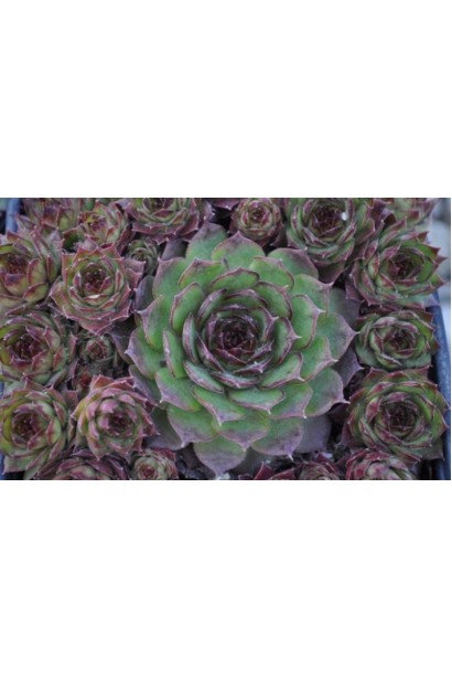 Молодило покрівельне Джулія | Sempervivum tectorum Julia | Молодило кровельное Джулия