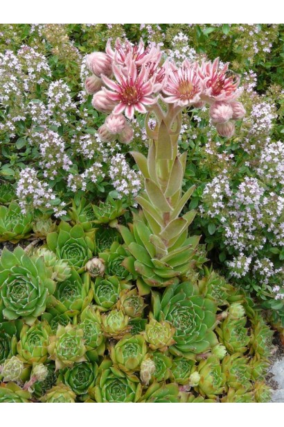 Молодило покрівельне Джулія | Sempervivum tectorum Julia | Молодило кровельное Джулия