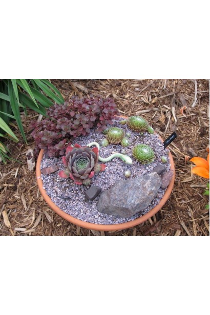 Молодило покрівельне Джулія | Sempervivum tectorum Julia | Молодило кровельное Джулия