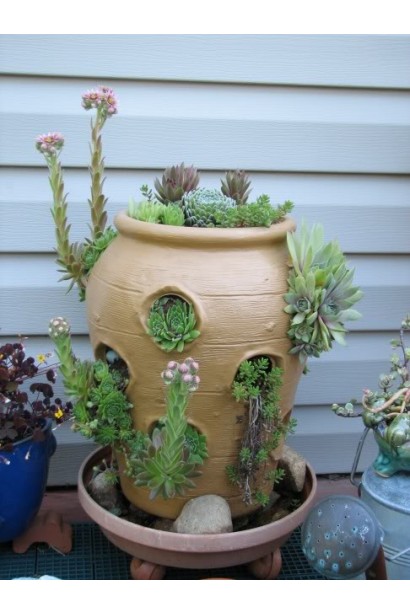 Молодило покрівельне Джулія | Sempervivum tectorum Julia | Молодило кровельное Джулия