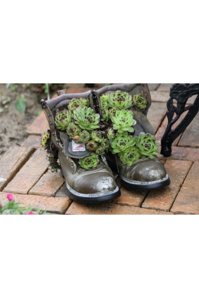 Молодило покрівельне Джулія | Sempervivum tectorum Julia | Молодило кровельное Джулия