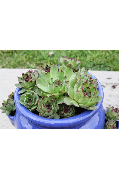 Молодило покрівельне Джулія | Sempervivum tectorum Julia | Молодило кровельное Джулия