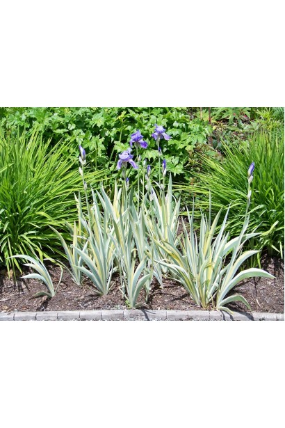 Низькорослий ірис з варієгатним листям