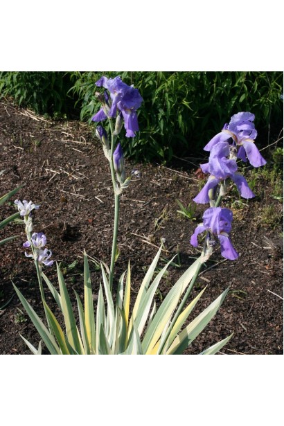 Ірис щетинистий Варієгата / Півники