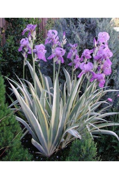 Ніжно-фіолетові квіти ірису Варієгата