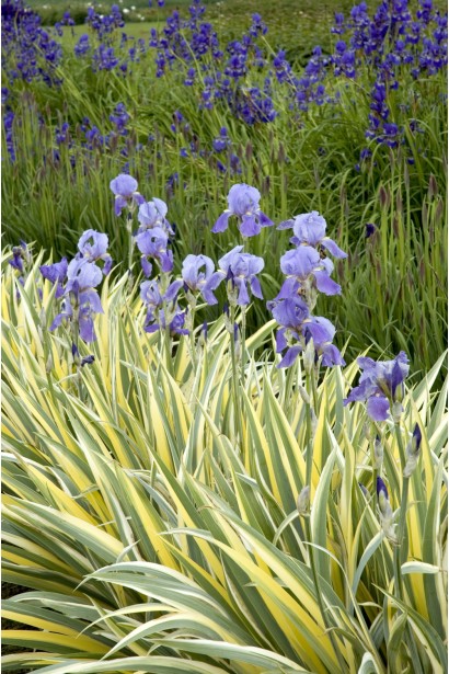 Ірис щетинистий Variegata