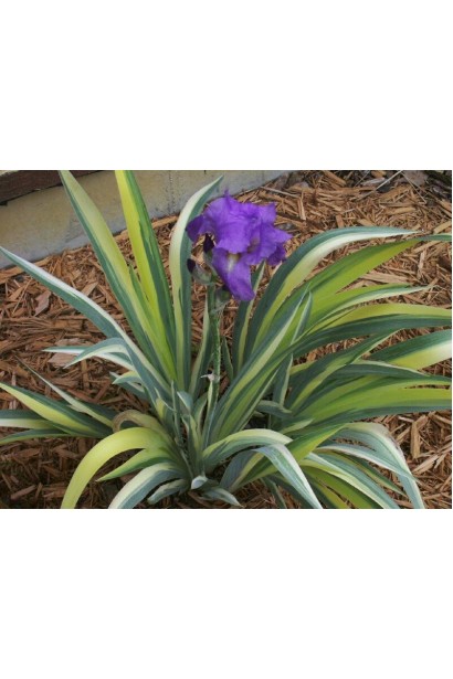 Півники Варієгата 