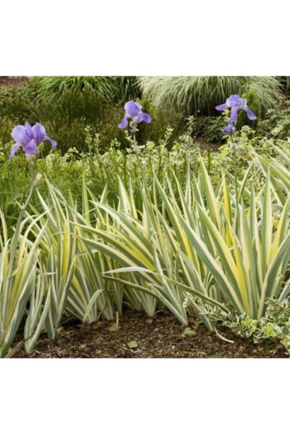 Півники Variegata