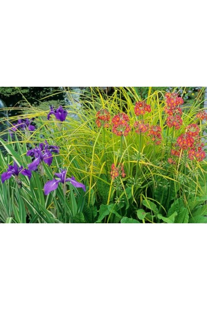 Ірис щетинистий Варієгата на клумбі