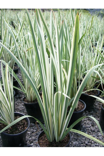 Ірис щетинистий Варієгата саджанці в садовому центрі