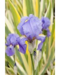 Ірис щетинистий Варієгата / Півники | Iris setosa Variegata | Ирис щетинистый Вариегата / Касатик / Петушки