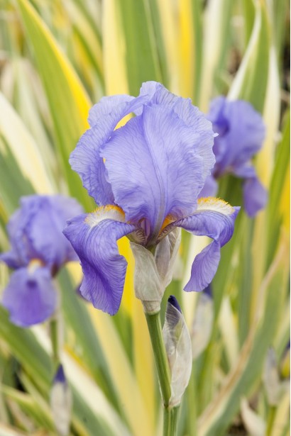  Iris setosa Variegata