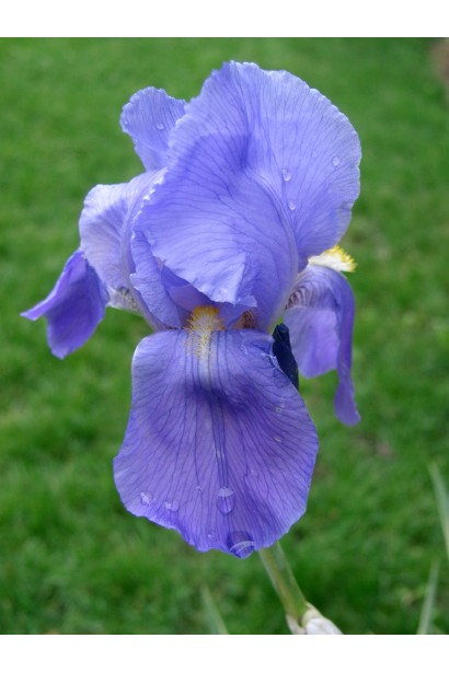 Півник щетинистий Варієгата 