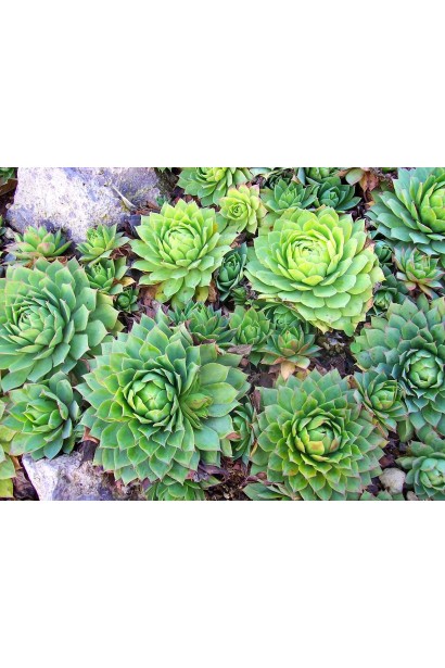 Сукуленти в природі