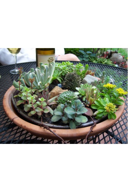 Молодило Вульфена / кам’яна троянд