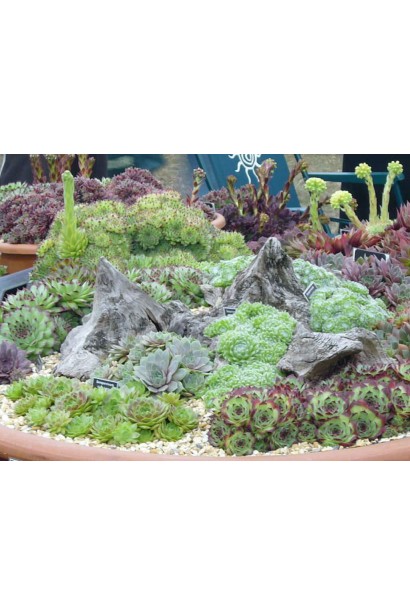 Молодило Вульфена / кам’яна троянда в композиції