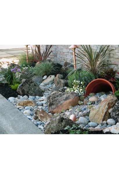 Молодило Вульфена / кам’яна троянда в композиції