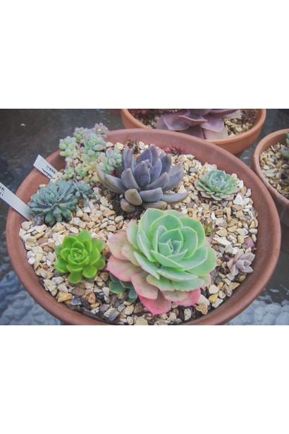 Молодило Вульфена / кам’яна троянда в композиції