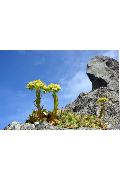 Молодило Вульфена / кам’яна троянда в кам’яній місцевості