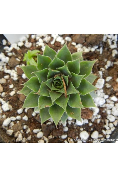 Sempervivum wulfenii