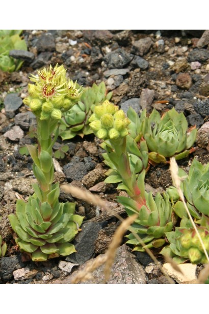 Кам’яна троянда 