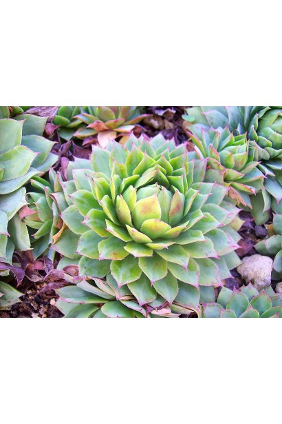 Молодило Вульфена / кам’яна троянд