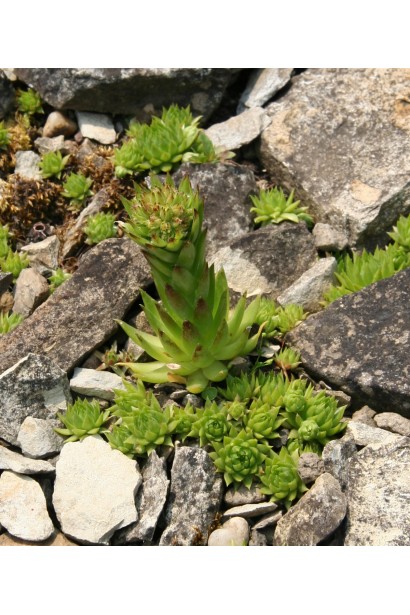 Sempervivum wulfenii