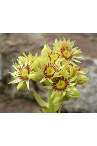 Яскраве цвітіння кам’яної троянди